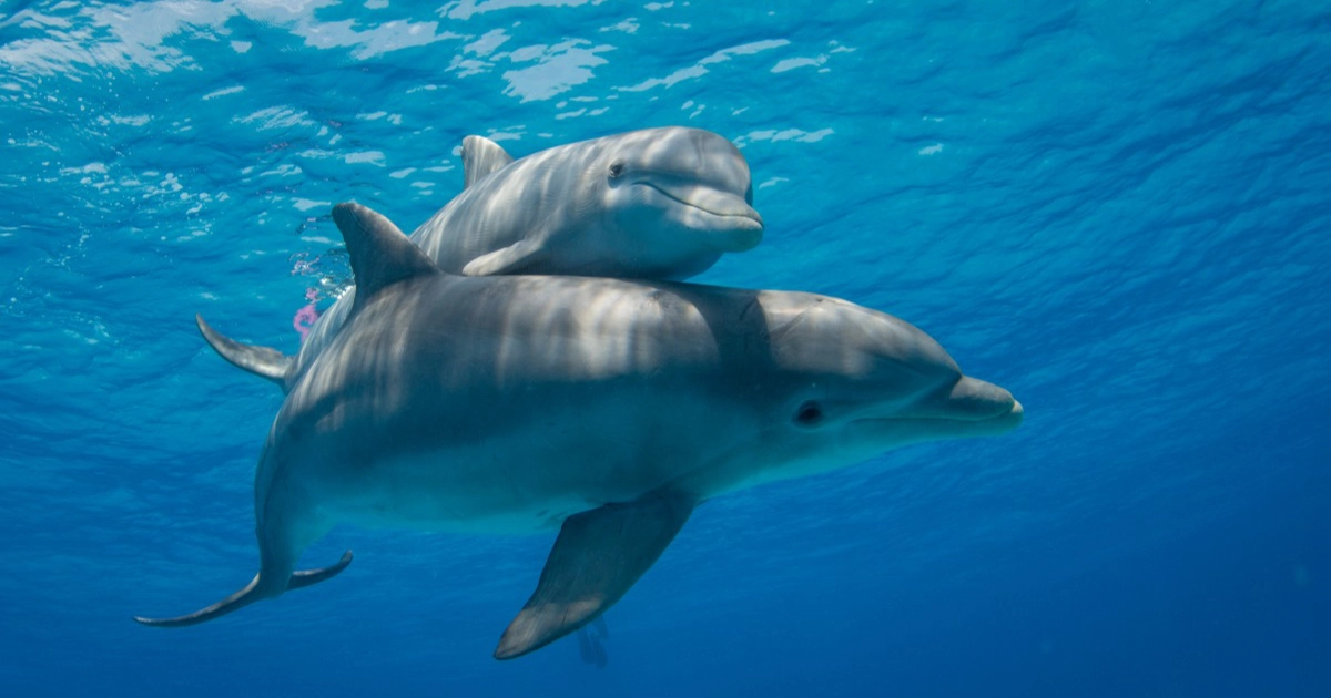 Swimming with dolphins
