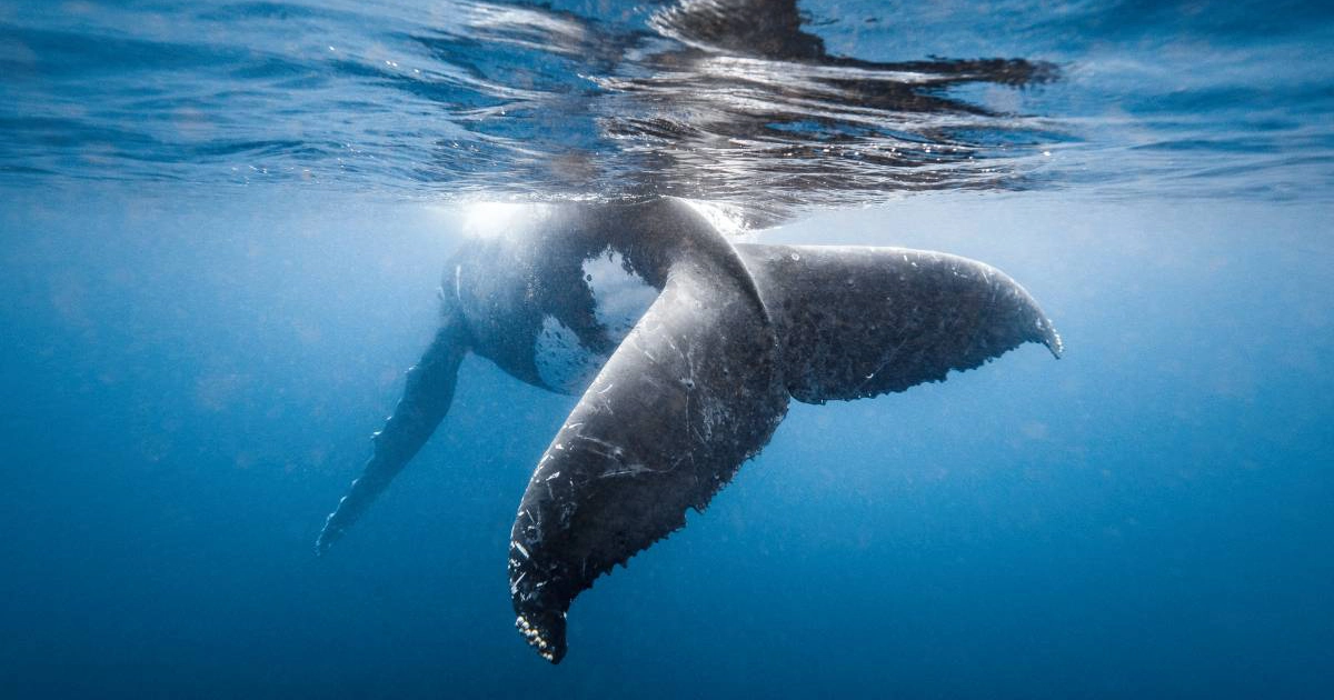 Whale