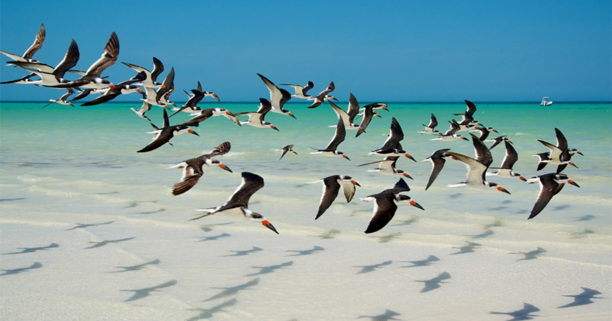 Holbox nature exotic birds