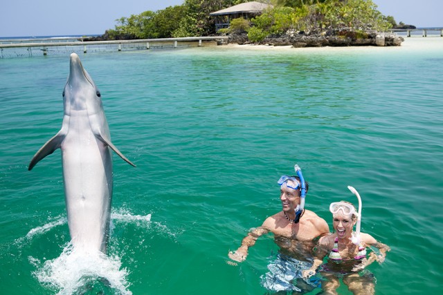 Tips for swimming with dolphins