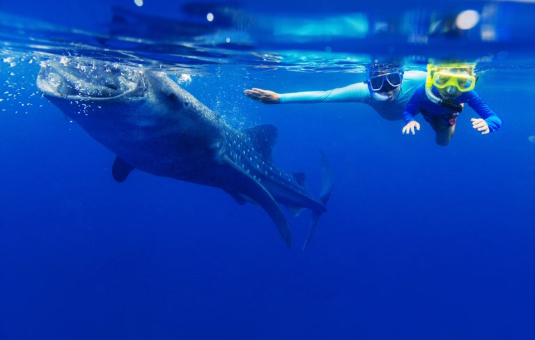 Summer Means Whale Shark Tours||Whale snarks in cancun