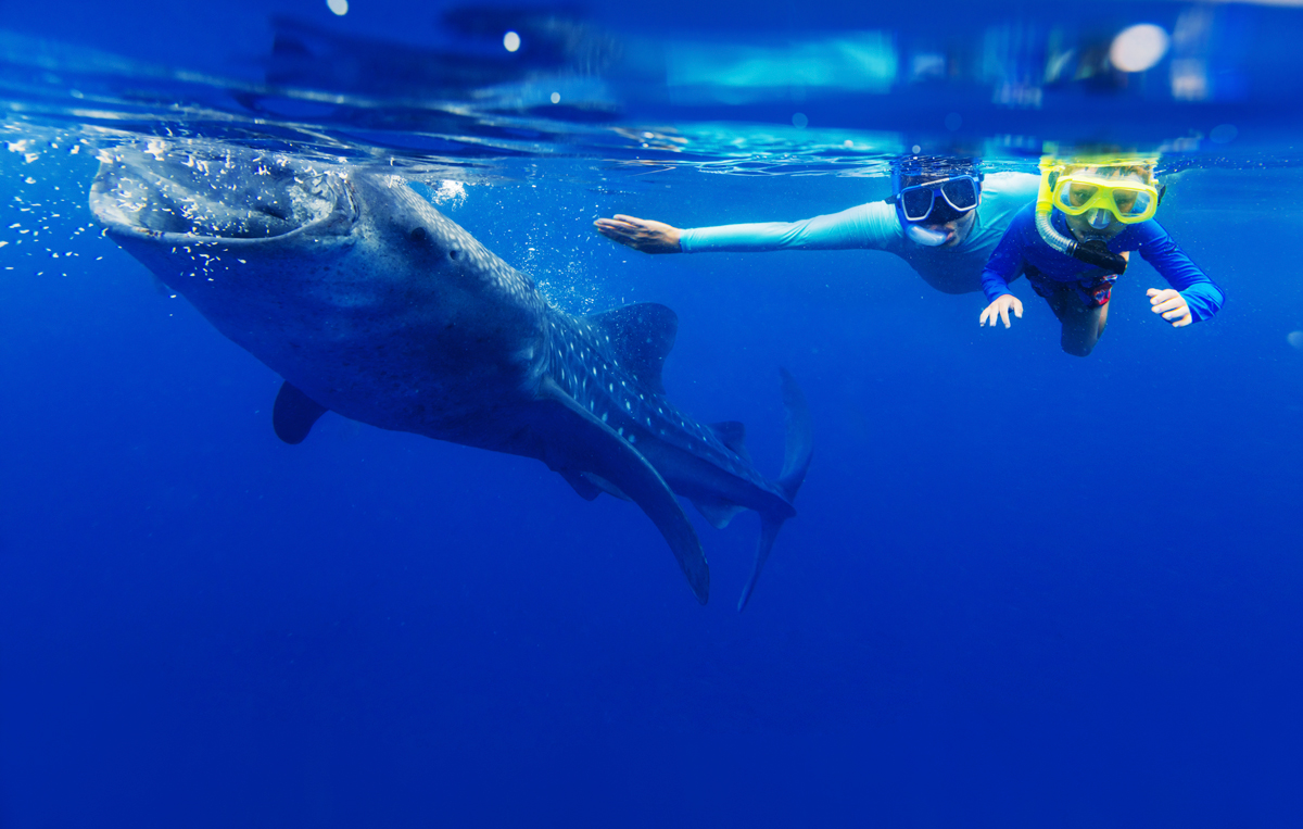 Summer Means Whale Shark Tours
