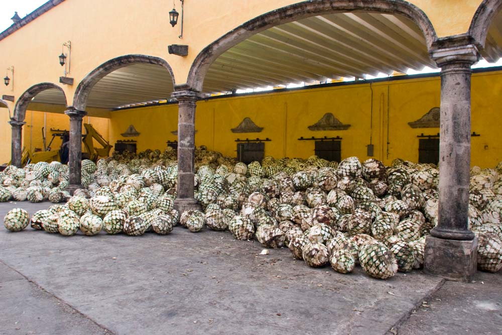 The Making of Tequila