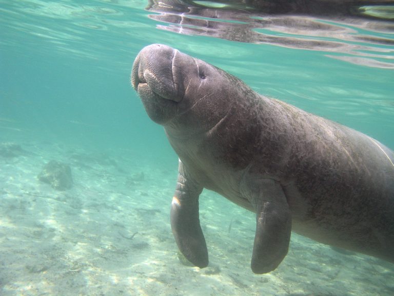 Manatees in Cancun||Dangers They Face