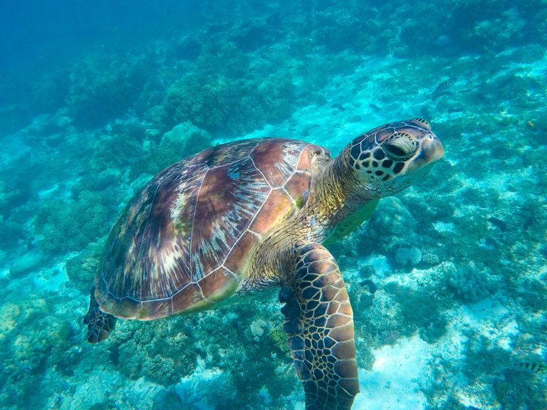 The Enchantment of Sea Turtles in Cancun| Keeping Sea Turtles Safe||A Time for Hatching