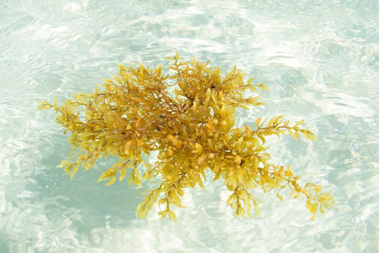 Top things why Sargassum Seaweed is a Blessing for Cancun|Top things why Sargassum Seaweed is a Blessing for Cancun|Top things why Sargassum Seaweed is a Blessing for Cancun|Top things why Sargassum Seaweed is a Blessing for Cancun