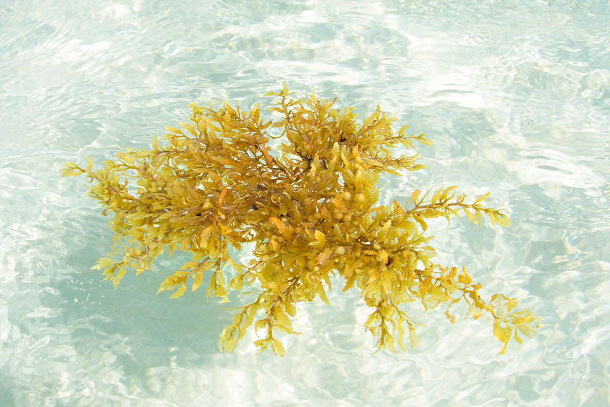 Top things why Sargassum Seaweed is a Blessing for Cancun