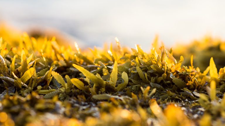 Practical and creative uses of sargassum seaweed in the Caribbean|