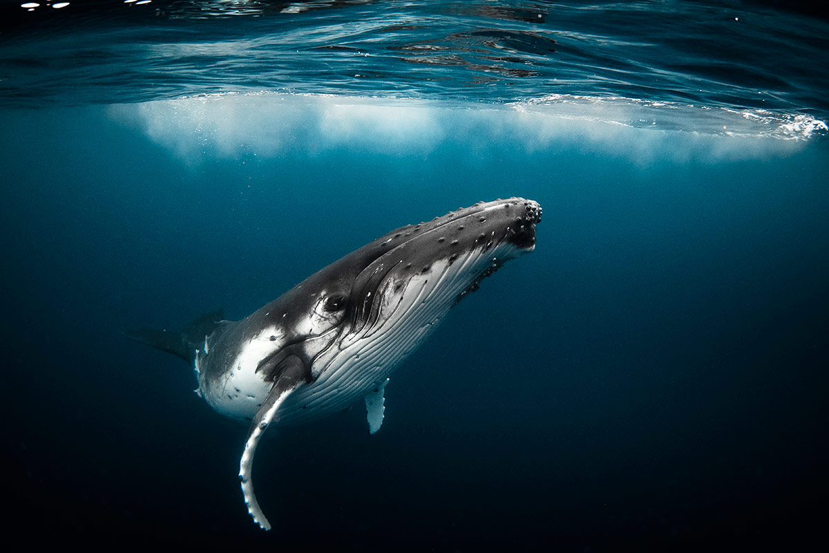 Ver ballenas en Cabo
