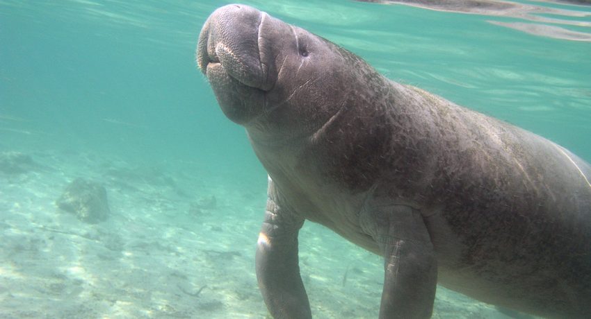 Manatees in Cancun||Dangers They Face