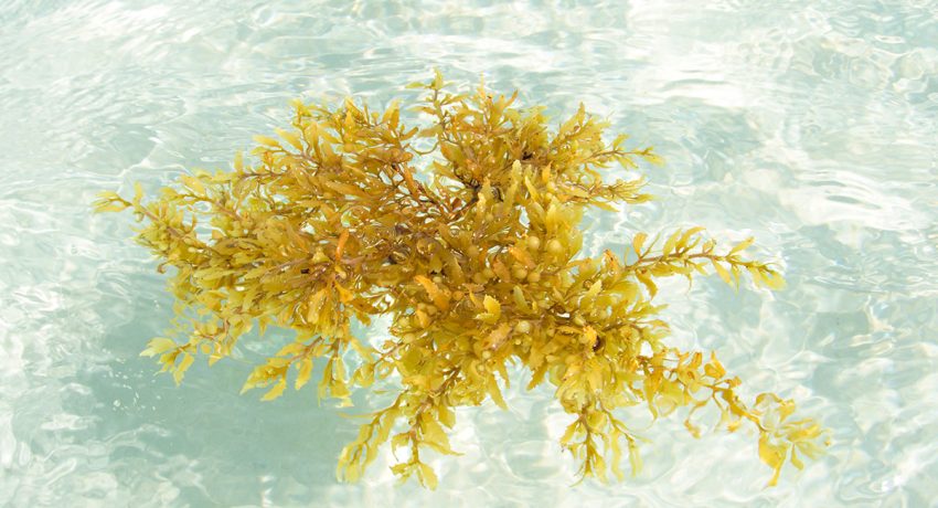 Top things why Sargassum Seaweed is a Blessing for Cancun|Top things why Sargassum Seaweed is a Blessing for Cancun|Top things why Sargassum Seaweed is a Blessing for Cancun|Top things why Sargassum Seaweed is a Blessing for Cancun