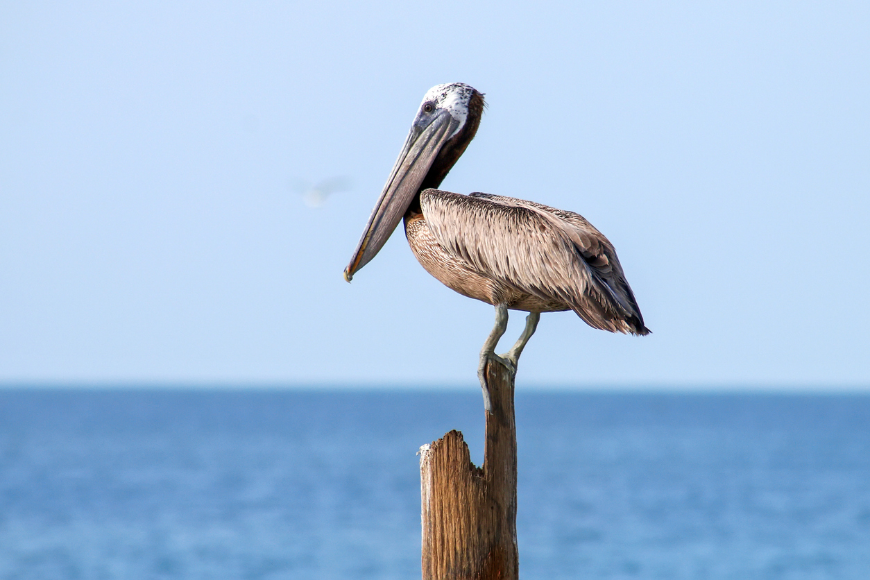 Pelican_in_cancun