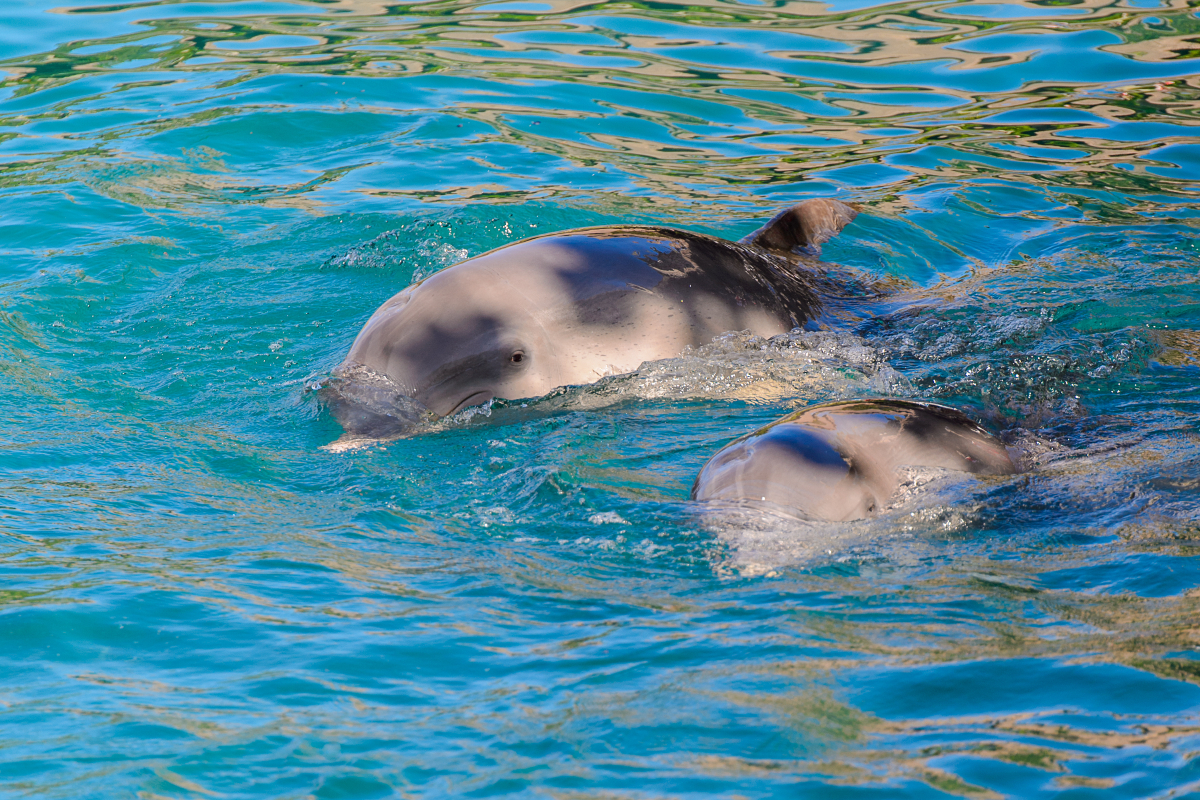 cancun-dolphin-encounter