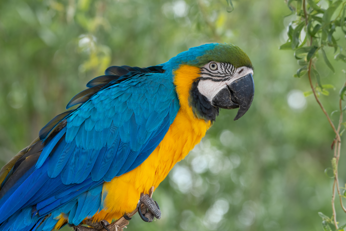 parrot_in_cancun