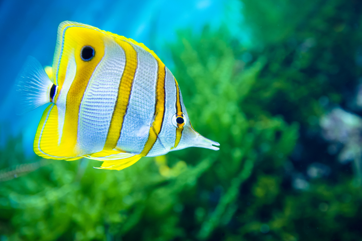 Top-20-Cute-Sea-Animals-Around-Cancun-Butterflyfish