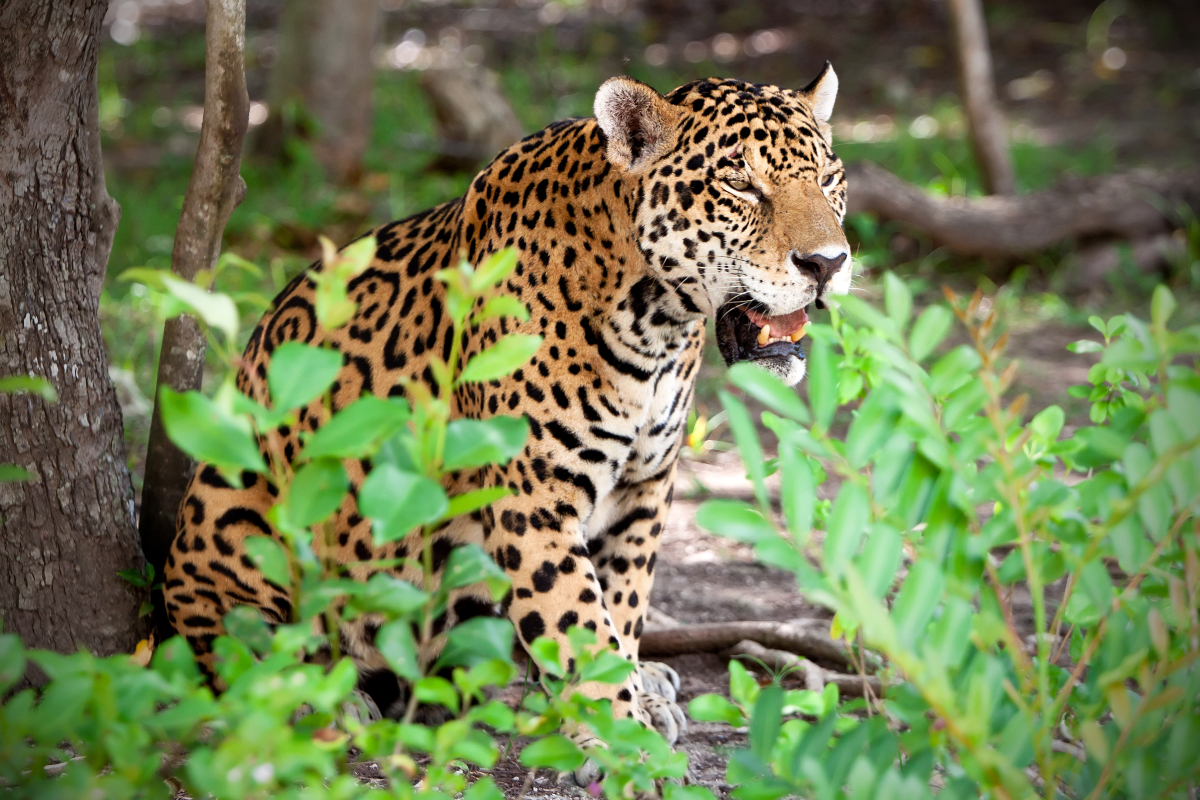 jaguar_in_cancun