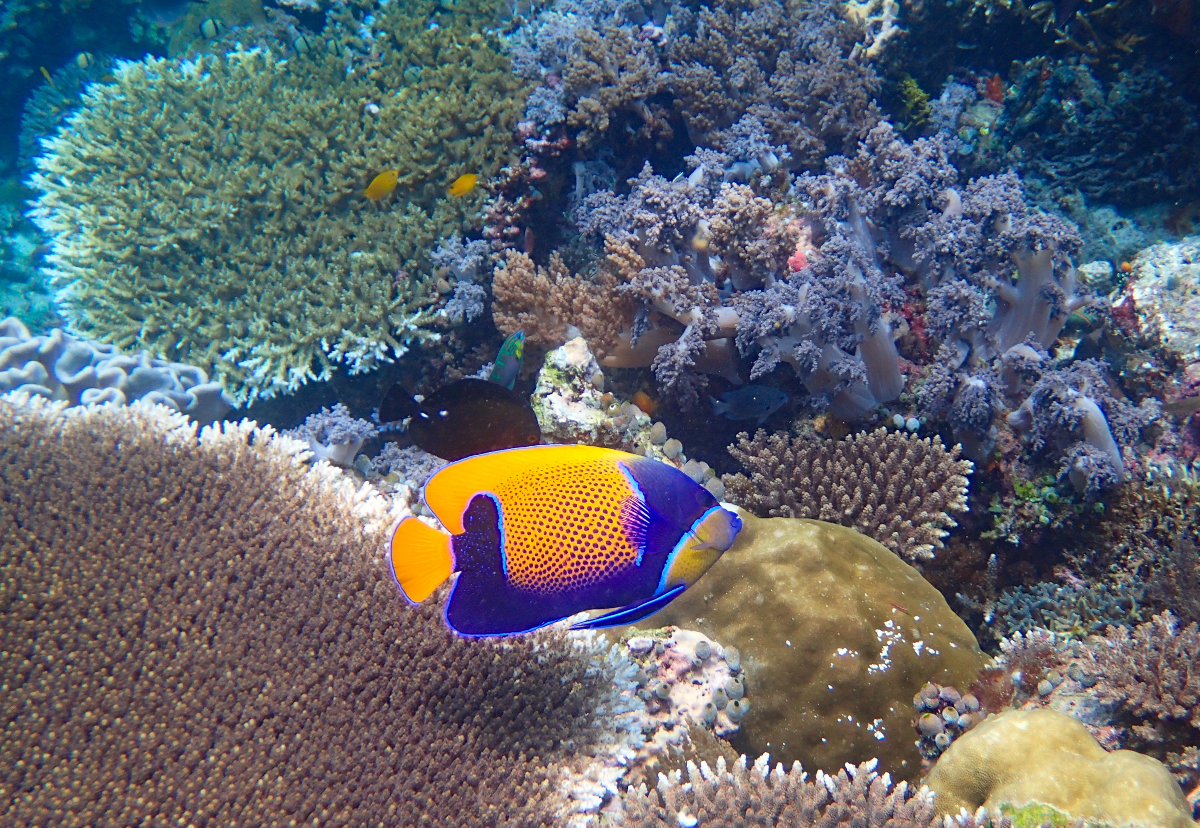 Top-20-Cute-Sea-Animals-Around-Cancun-Angelfish