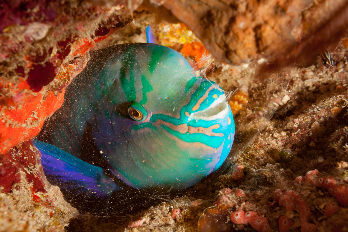 Top-20-Cute-Sea-Animals-Around-Cancun-Parrotfish
