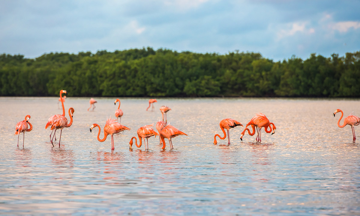pink_lakes_flamingos