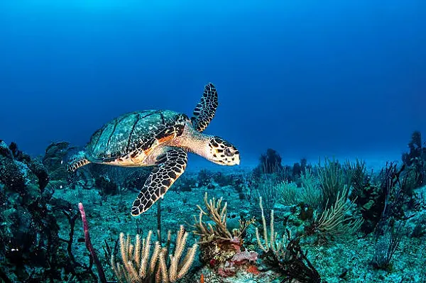 Cancun is home to some of the world's most stunning coral reefs, making it a haven for snorkelers and divers.