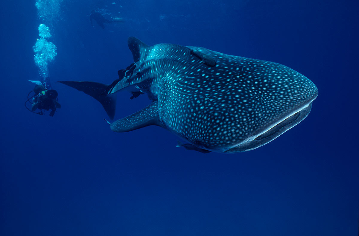 whale_sharks_in_cancun